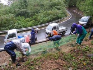 紫陽花の整備