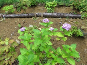 紫陽花がようやく咲きました