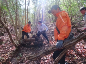 しいたけの原木の整備